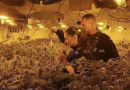 Ish-polici shqiptar kapet duke kultivuar bimë kanabisi: Më detyroi gangsteri që e arrestova