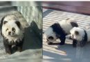 Kopshti zoologjik i lyente qentë për t’i bërë të dukeshin si arinj panda