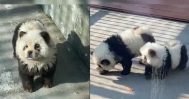 Kopshti zoologjik i lyente qentë për t’i bërë të dukeshin si arinj panda