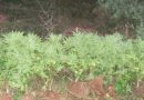 Zbulohen rreth 500 bimë kanabisi në pronën e mërgimtarit në Rahovec, Policia intervenon dhe i shkatërron