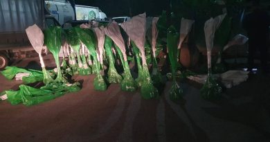 Kontrabandë me drunj dekorativë, policia konfiskon mallra në vlerë prej 7 mijë eurosh