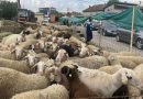 Interesim më i ulët për blerjen e kurbanëve, çmimi deri në 300 euro