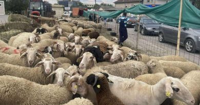 Interesim më i ulët për blerjen e kurbanëve, çmimi deri në 300 euro