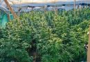 Plantacionet e kanabisit në Gjilan: Kandidati i VV-së për Asamble në mesin e të arrestuarve