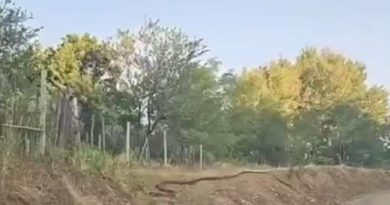 Dalin pamjet – Gjarpër disa metrash filmohet në Kosovë