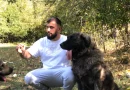 Fjalosja pas përleshjes të qenve çoi në vrasjen në Prizren, Prokuroria kërkon paraburgim
