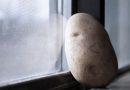 Pse duhet të vendosni patate në dritare gjatë muajve në vijim?