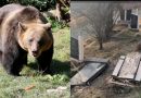 E rëndë: Arinjtë nxjerrin një trup nga varri në Bllacë të Suharekës, i futen në pronë edhe një banori