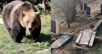 E rëndë: Arinjtë nxjerrin një trup nga varri në Bllacë të Suharekës, i futen në pronë edhe një banori