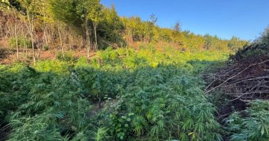 Dosja e Prokurorisë ndaj tre të dyshuarve për plantacionin e drogës në Sferkë të Pejës