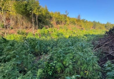 Dosja e Prokurorisë ndaj tre të dyshuarve për plantacionin e drogës në Sferkë të Pejës