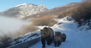 Pamje të rralla në Kolesjan të Kukësit, banori i zonës ndeshet në rrugë më një arushë dhe tre këlyshët e saj  