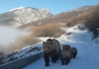 Pamje të rralla në Kolesjan të Kukësit, banori i zonës ndeshet në rrugë më një arushë dhe tre këlyshët e saj Pamje të rralla në Kolesjan të Kukësit, banori i zonës ndeshet në rrugë më një arushë dhe tre këlyshët e saj