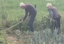 Shembull për t’u marrë: Në moshën 99 dhe 94 vjeç, çifti nga Drenica vazhdon të punojë tokën