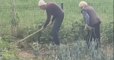 Shembull për t’u marrë: Në moshën 99 dhe 94 vjeç, çifti nga Drenica vazhdon të punojë tokën