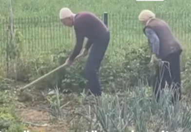 Shembull për t’u marrë: Në moshën 99 dhe 94 vjeç, çifti nga Drenica vazhdon të punojë tokën Shembull për t’u marrë: Në moshën 99 dhe 94 vjeç, çifti nga Drenica vazhdon të punojë tokën