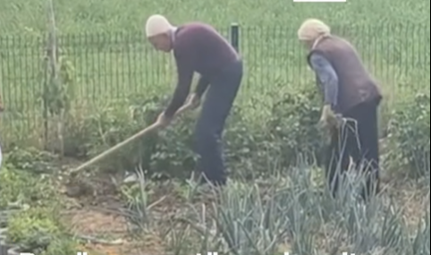 Shembull për t’u marrë: Në moshën 99 dhe 94 vjeç, çifti nga Drenica vazhdon të punojë tokën Shembull për t’u marrë: Në moshën 99 dhe 94 vjeç, çifti nga Drenica vazhdon të punojë tokën